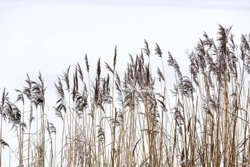 Photo sur Plexiglas Hiver Frozen coastal reed