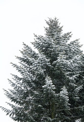 Snowy fir tree