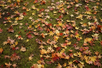 落ち葉のじゅうたん