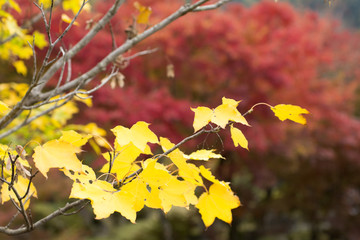 紅葉をバックにイタヤカエデの黄葉