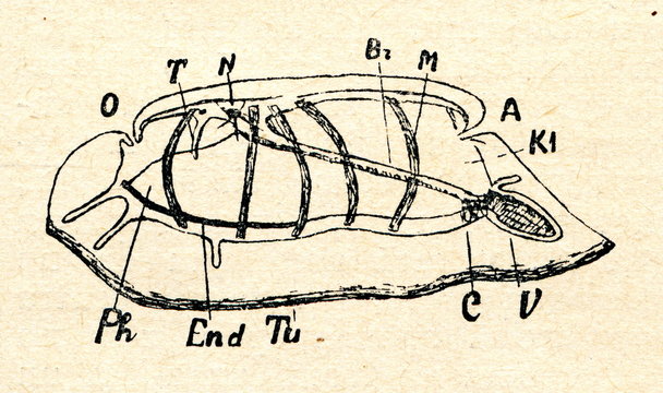 Salp Thalia democratica