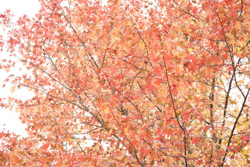 モミジバフウの紅葉