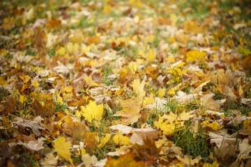 Yellow, and brown autumn leaves on gree ngrass.