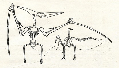 Skeletons of pteranodon and condor (S.W. Williston) © Juulijs
