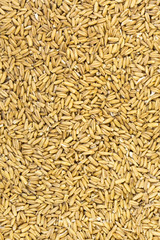 background peeled oat seeds