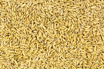 background peeled oat seeds