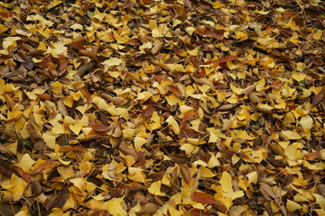 落ち葉のじゅうたん