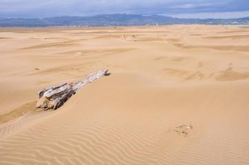 Sand dunes in Punta del Fangar (Ebro Delta, Spain)