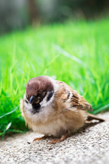 Sick Sparrow Bird On The Ground