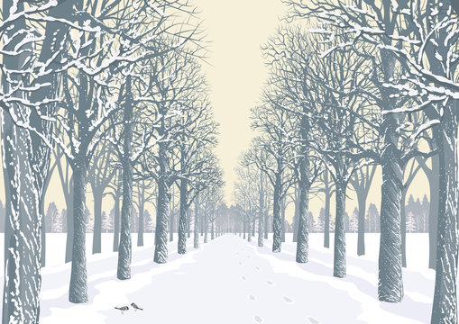 Alley with snowy trees silhouettes in a park