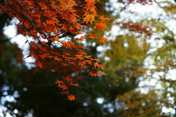紅葉