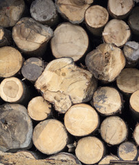 Wood pile made from pine trees