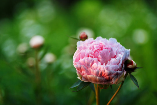 Fototapeta Peony growing in the garden