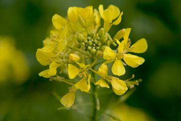 Senfblüte, Nahaufnahme