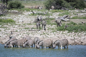 Fototapeta na wymiar Durstige Zebras