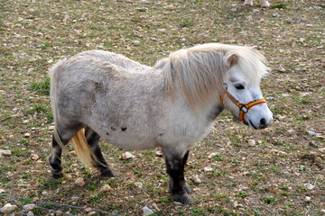 pequeño poni blanco