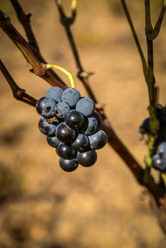 Grapes at Estepas de Belchite, Zaragoza, Aragon, Spain
