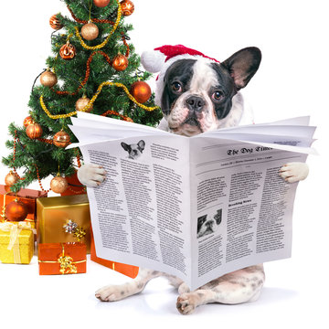 French bulldog reading newspaper under christmas tree