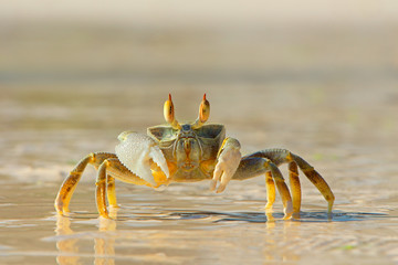 Ghost crab on beach - obrazy, fototapety, plakaty