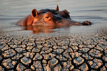 Foto op Plexiglas Conceptual images of a hippopotamus and drought © EcoView