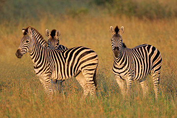 Fototapeta na wymiar Plains Zebras in natural habitat
