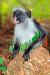 Naklejka na ściany i meble Zanzibar red colobus monkey