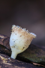 mushrooms growing on a live tree