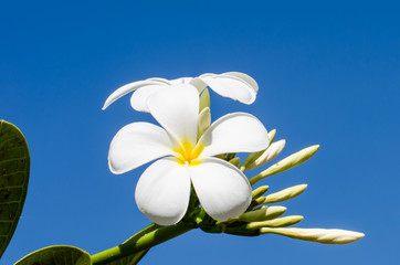 Frangipani tropical flowers from tree