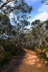 Fototapeta premium Fire trail in the Australian bush