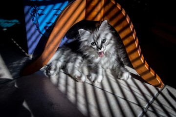 chaton