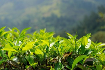 Tea plantation highlands