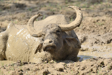 Obraz premium Water buffalo are bathing in a lake