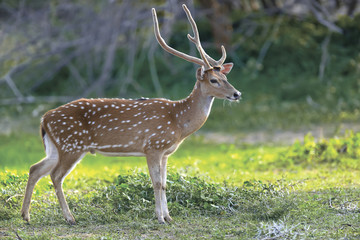 Wild Spotted deer