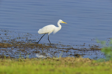 White egret