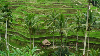 Rizi&egrave;re en terrasse &agrave; Jatiluwih &agrave; Bali