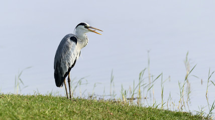 Gray heron