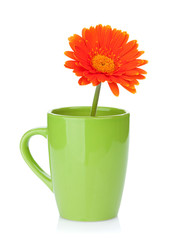 Orange gerbera flower in tea cup