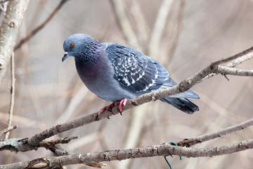Columba livia, Rock Dove.