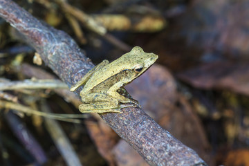 Frog on a tree