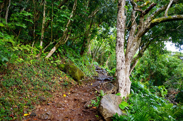 Kalalau trail in Kauai, Hawaii