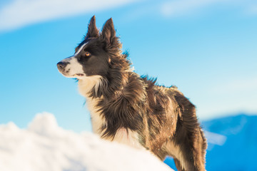 Border collie