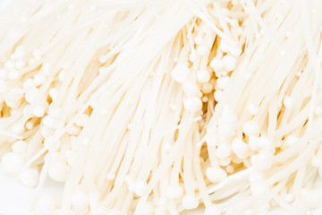 enokitake or The Golden Mushroom (Flammulina velutipes (Curt:Fr.