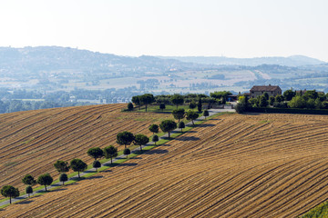 Fototapeta premium Summer landscape in Marches (Italy)