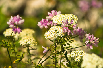 Mix of wild mountain flowers on a sunny day