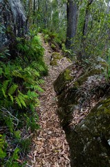 Fototapeta na wymiar Path through Australian rainforest