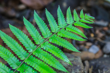 Fern leaf texture