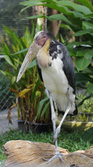 close up Lesser Adjutant ,thailand