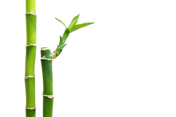 Naklejka premium Fresh bamboo isolated on white background