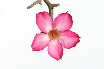 pink flower of desert rose on white background