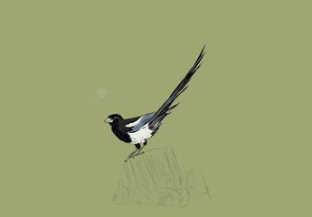 Magpie